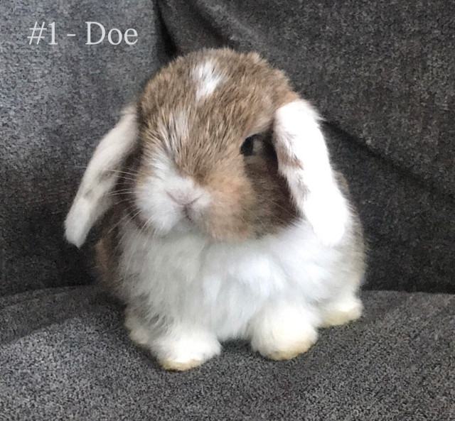 Purebred Pedigreed Holland Lops in Small Animals for Rehoming in Norfolk County