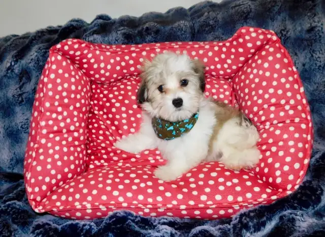 Chiots morkie in Dogs & Puppies for Rehoming in City of Montréal - Image 7