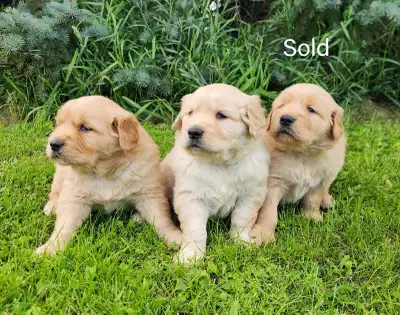 Cute & Cuddly Golden Retriever Puppies!, View more