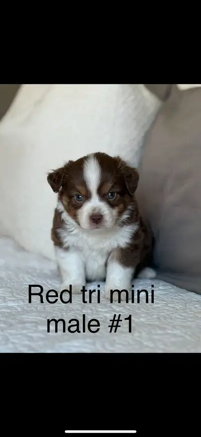 Toy/ miniature Australian shepherds, View more