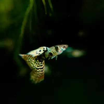 You’ve got options when it comes to guppies — but why settle? Starting small and cutting corners mig...