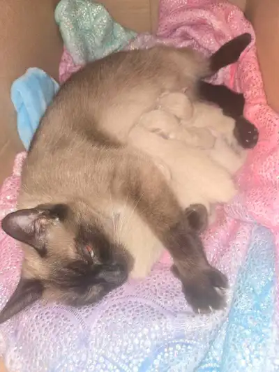Siamese kittens , View more