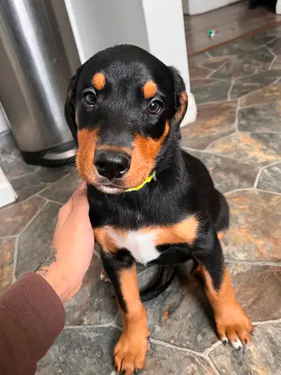 female Doberman / Rottweiler  puppy, View more