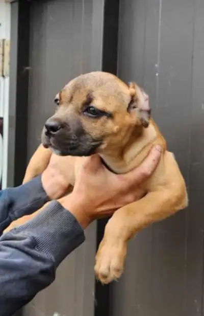 Cane Corso puppies, View more