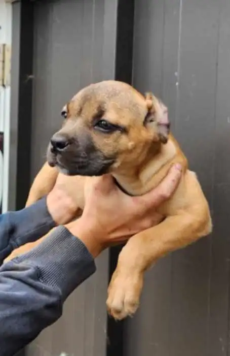 Cane Corso puppies in Dogs & Puppies for Rehoming in Owen Sound - Image 2
