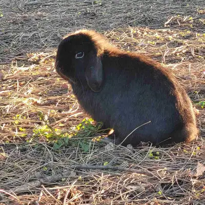 Holland Lop Male , View more