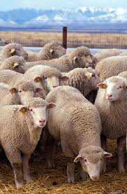 Sheep wanted