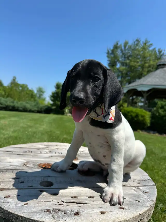 German shorthaired pointer puppies in Dogs & Puppies for Rehoming in Windsor Region - Image 4