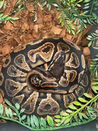 Female Ball Python , View more