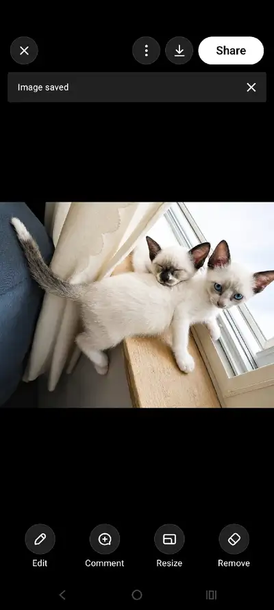 ONLY 2 BLUE EYED SNOWSHOE SIAMESE LEFT!!!, View more