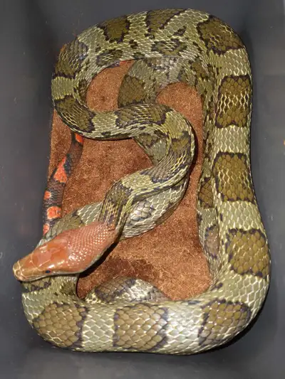 100 flower rat snake, View more