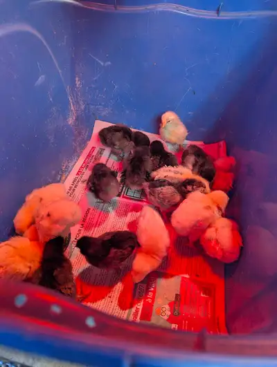 Poussins mix, View more