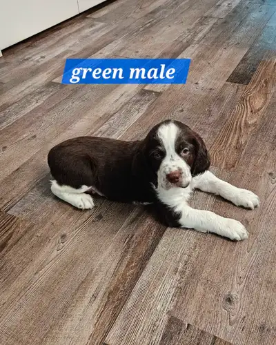 1 springer spaniel puppy left, View more