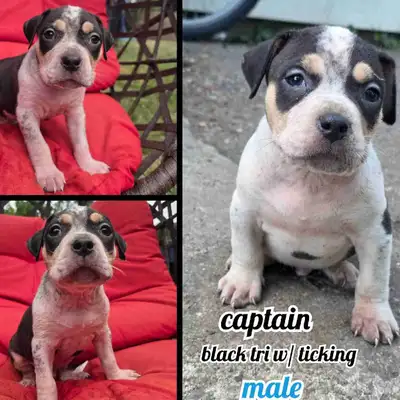 american bulldog, View more