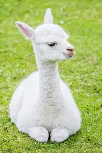ISO young alpaca