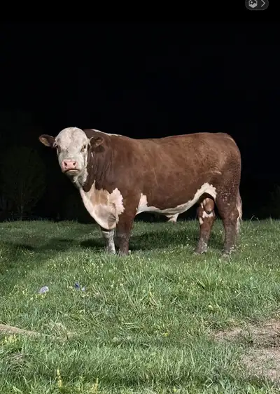 Registered Hereford Bull, View more