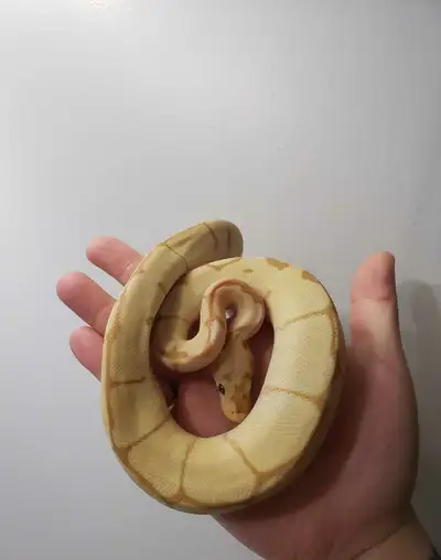 enchi banana clown ball python , View more
