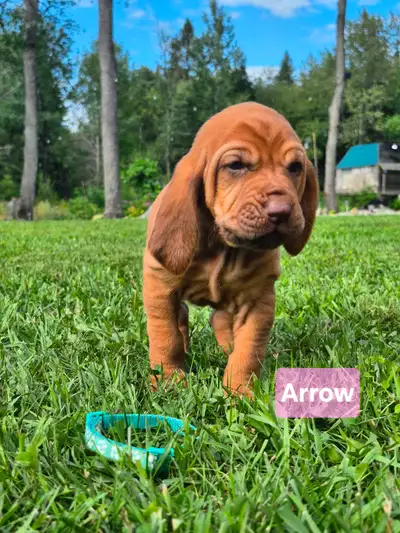 Bloodhound Puppies / Chien de St-Hubert, View more