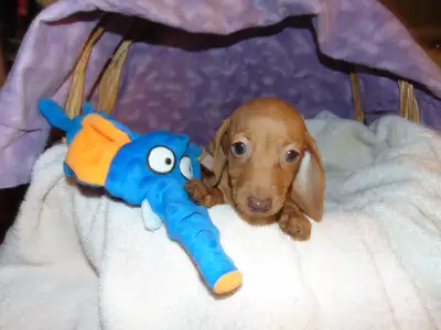 Miniature Smooth Dachshund puppies, View more
