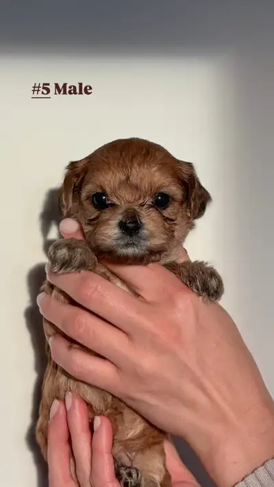 Yorkie Poo Puppies, View more