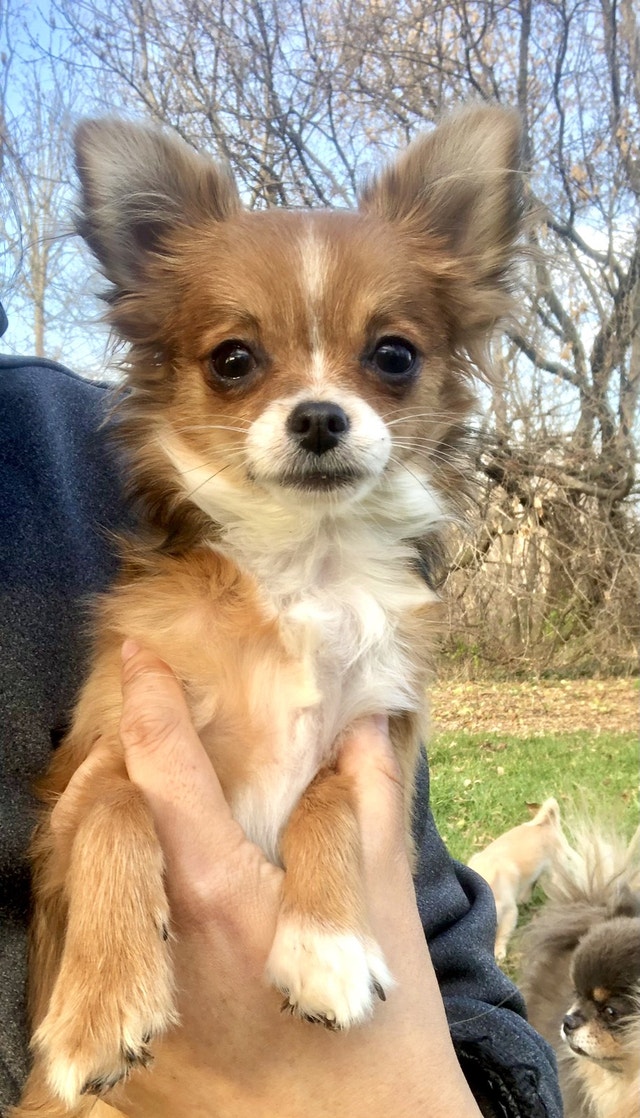 Long haired chihuahuas Updated 30 Nov Dogs & Puppies for Rehoming Ottawa Kijiji