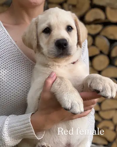 ONLY 2 Female Purebred Yellow Labrador Puppies, Voir plus