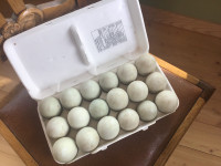 Fertilized duck eggs