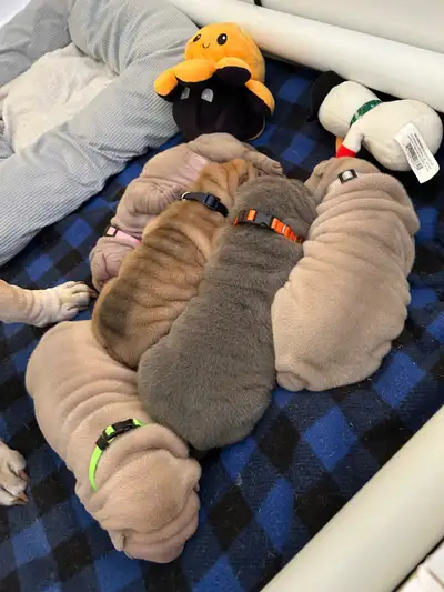 Chinese Shar Pei Puppies – Ready June 29! Born: May 4, 2025 | $2,500 CAD We have 5 stunning purebred...