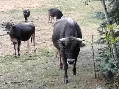 Looking to trade a 4 year old purebred Brown Swiss bull for another purebred Brown Swiss bull. Looki...