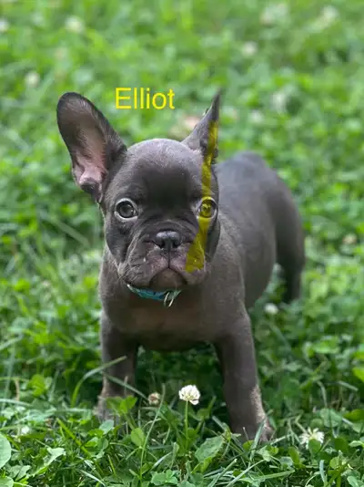 bouldogue français Frenchie, View more