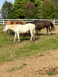 Quality quarter horse grade brood mares in foal 