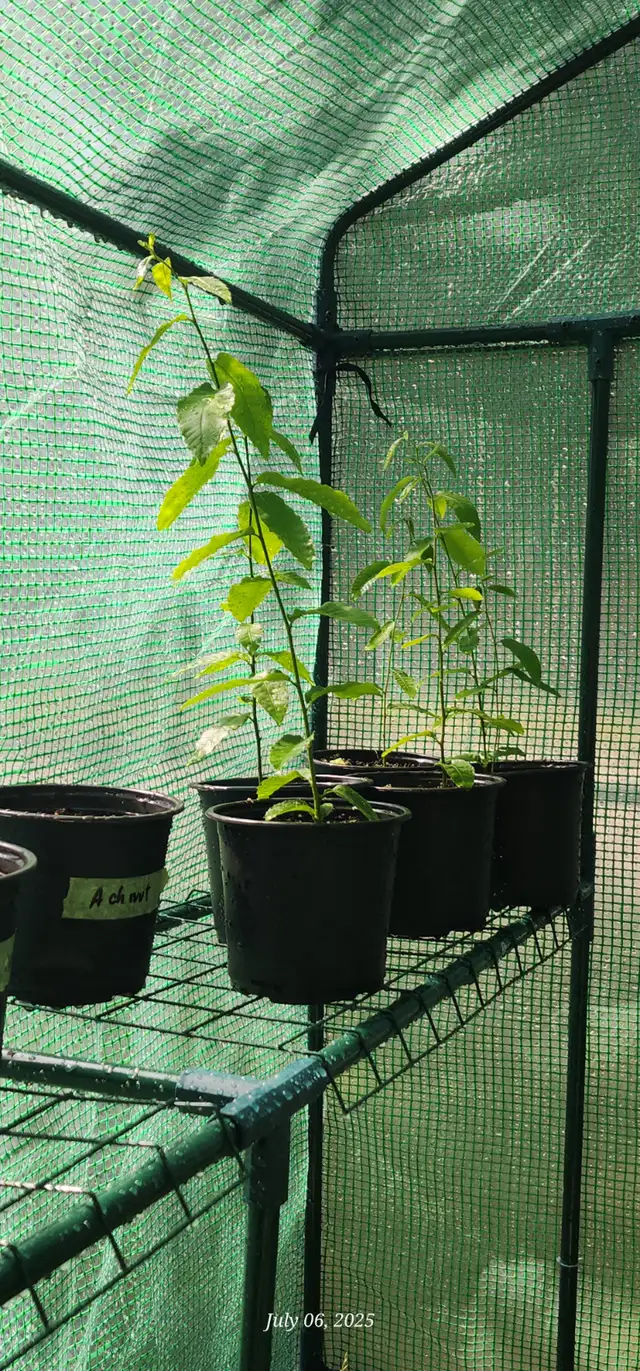 Chestnut trees for sale63234604152193121