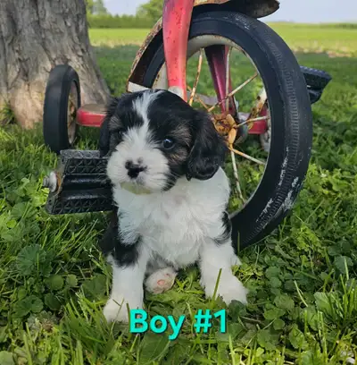 Yorklier puppies, View more