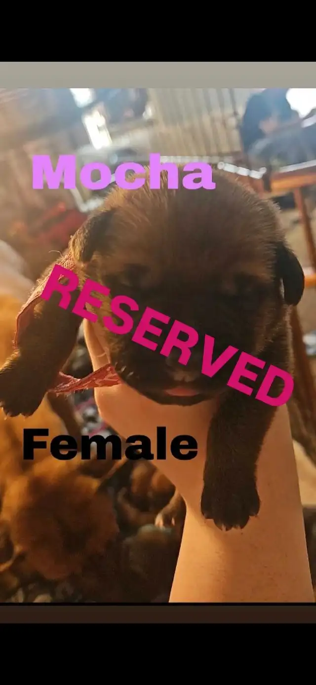 Puppies looking for Furever home in Dogs & Puppies for Rehoming in Hamilton - Image 7