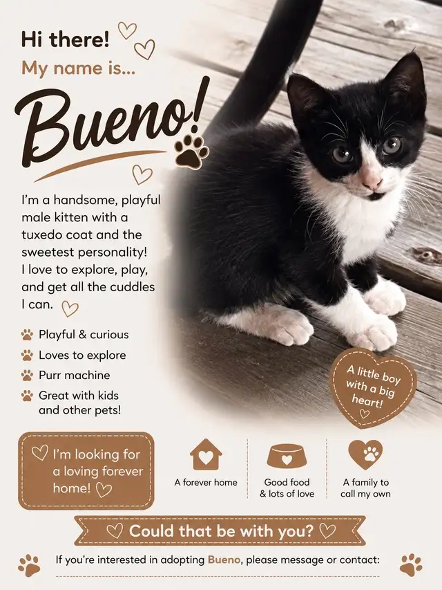 Adorable Male Kittens Looking for their  Forever Home! in Cats & Kittens for Rehoming in Oakville / Halton Region - Image 4