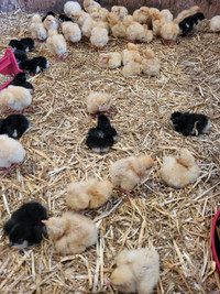 Chicks!! Buff Orpington, French Black Copper Maran, Olive Eggers