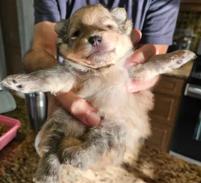 pure pomeranian puppies, View more