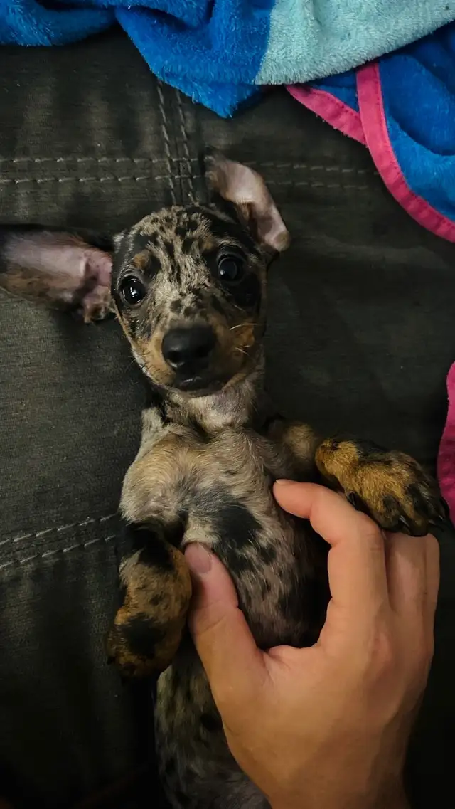 Teckel miniature in Dogs & Puppies for Rehoming in Laval / North Shore - Image 4