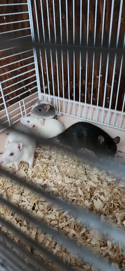 Live Feeder Rats Mediums to Large $8 Smalls $5 Can also be frozen before pick up if you do not use l...