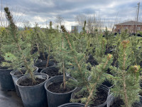 Colorado blue spruce potted