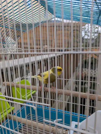 Male Canary with Cage, View more
