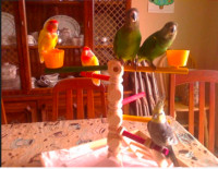 Bird/Parrot Grooming