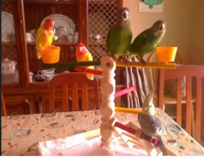 Bird/Parrot Grooming, View more