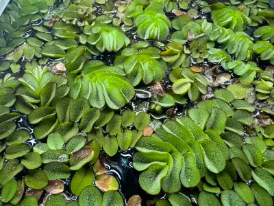 P natans aka Floating Fern, is great looking and fast growing floating plant for aquariums. It is on...