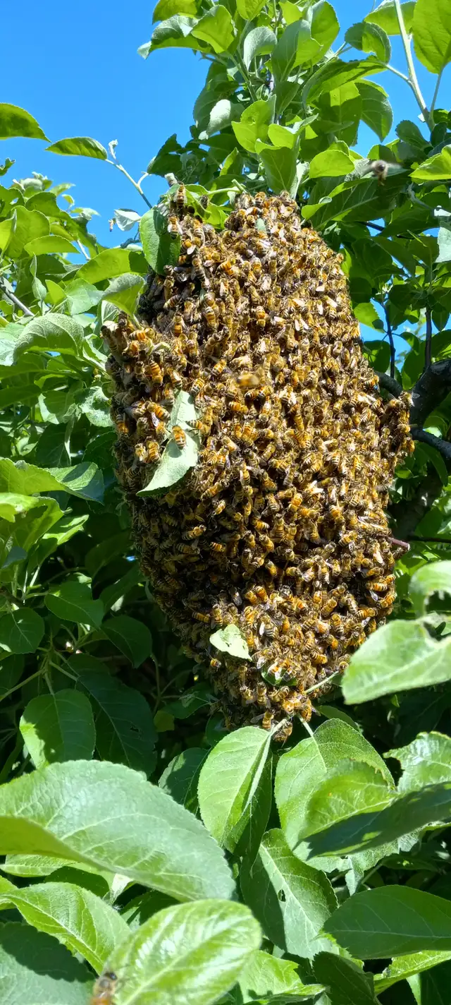 Bee swarm468681996255242243