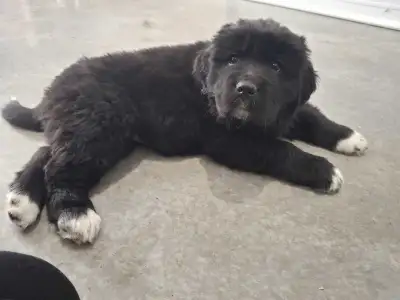 Newfoundland x St Bernard puppies - 1 Female left, View more