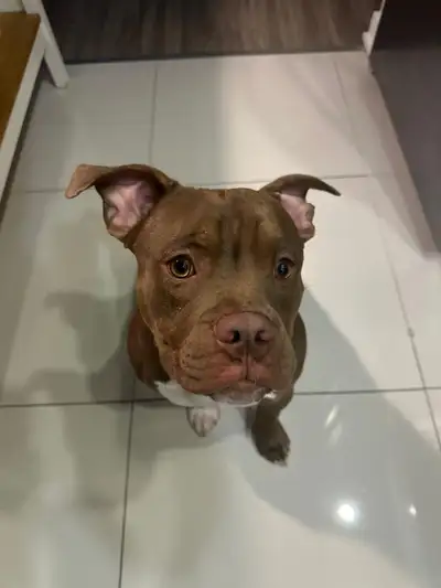 I have a very well trained dog for rehoming. He's a beautiful, loving and a well behaved boy. I have...