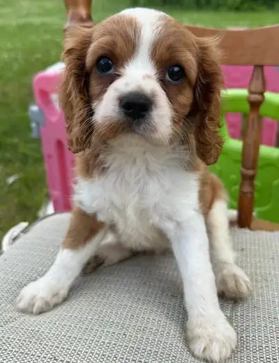 Cavalier King Charles female puppy  ❤️ last 1, View more