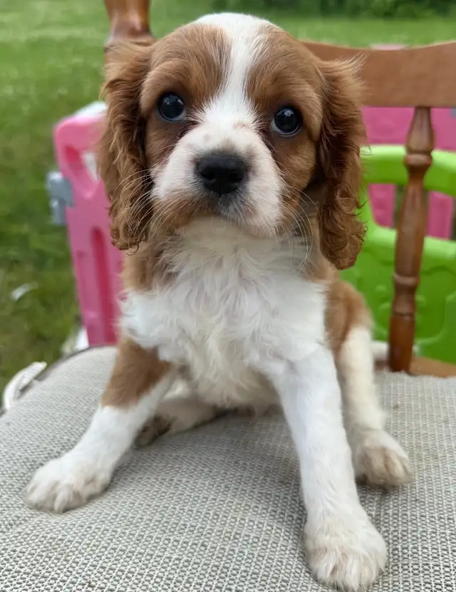 Cavalier King Charles female puppy  ❤️ ready to leave  in Dogs & Puppies for Rehoming in Ottawa - Image 3