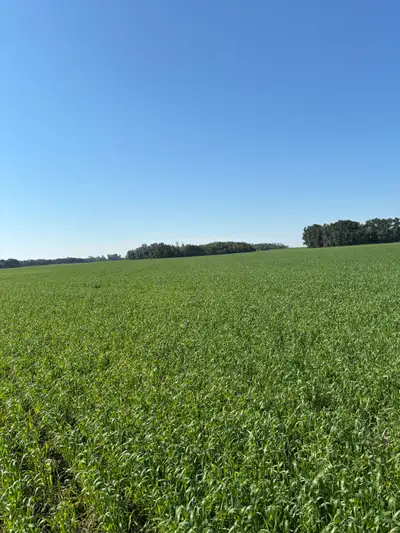 Young couple looking to expand our farming operations in Saskatchewan . Currently we own land and ow...
